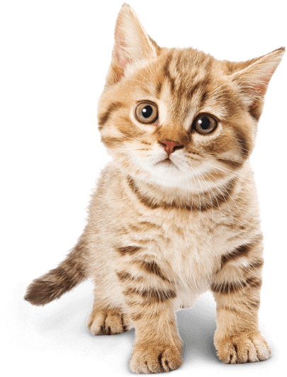 Petopia Vet Care